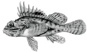 Scorpaena stephanica_claves.jpg